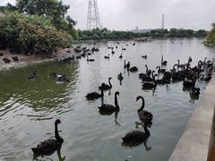 -广州长隆飞鸟乐园