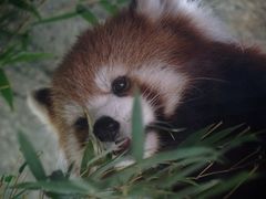 -红山森林动物园