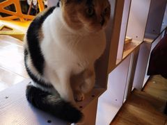 -Cappucimeow猫咪咖啡馆(韦伯时代店)