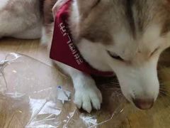 -Husky Go! 哈士奇体验馆·宠物咖啡厅狗咖