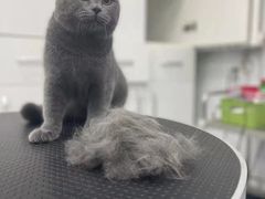 -欧奕国际动物医院