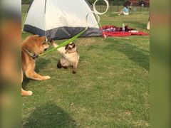 -栖露营camping·天幕烧烤·团建拓展·采摘营地