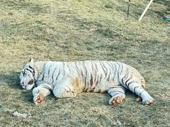 -北京野生动物园