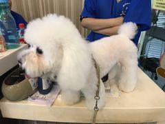 -贵族宠物·宠物美容(三阳路店)