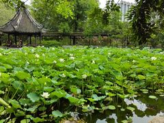 -上海醉白池公园
