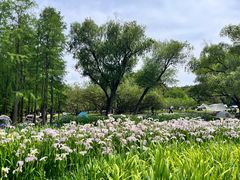 -上海共青森林公园