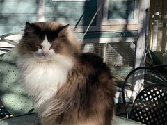 -喵屿·大理花园猫咖