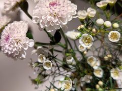 -阿妮叶李(光谷世界城店)