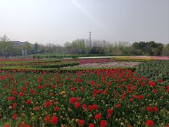 -金卉庄园