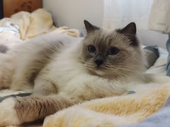 -关爱宠物医院·猫科中心·消化科(滨湖万达分院)