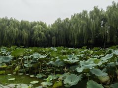 -团结湖公园