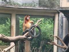 -合肥野生动物园
