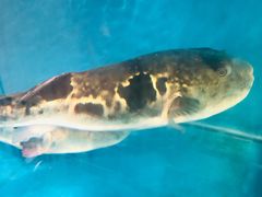 -天正河鲀·河豚亭(大连店)