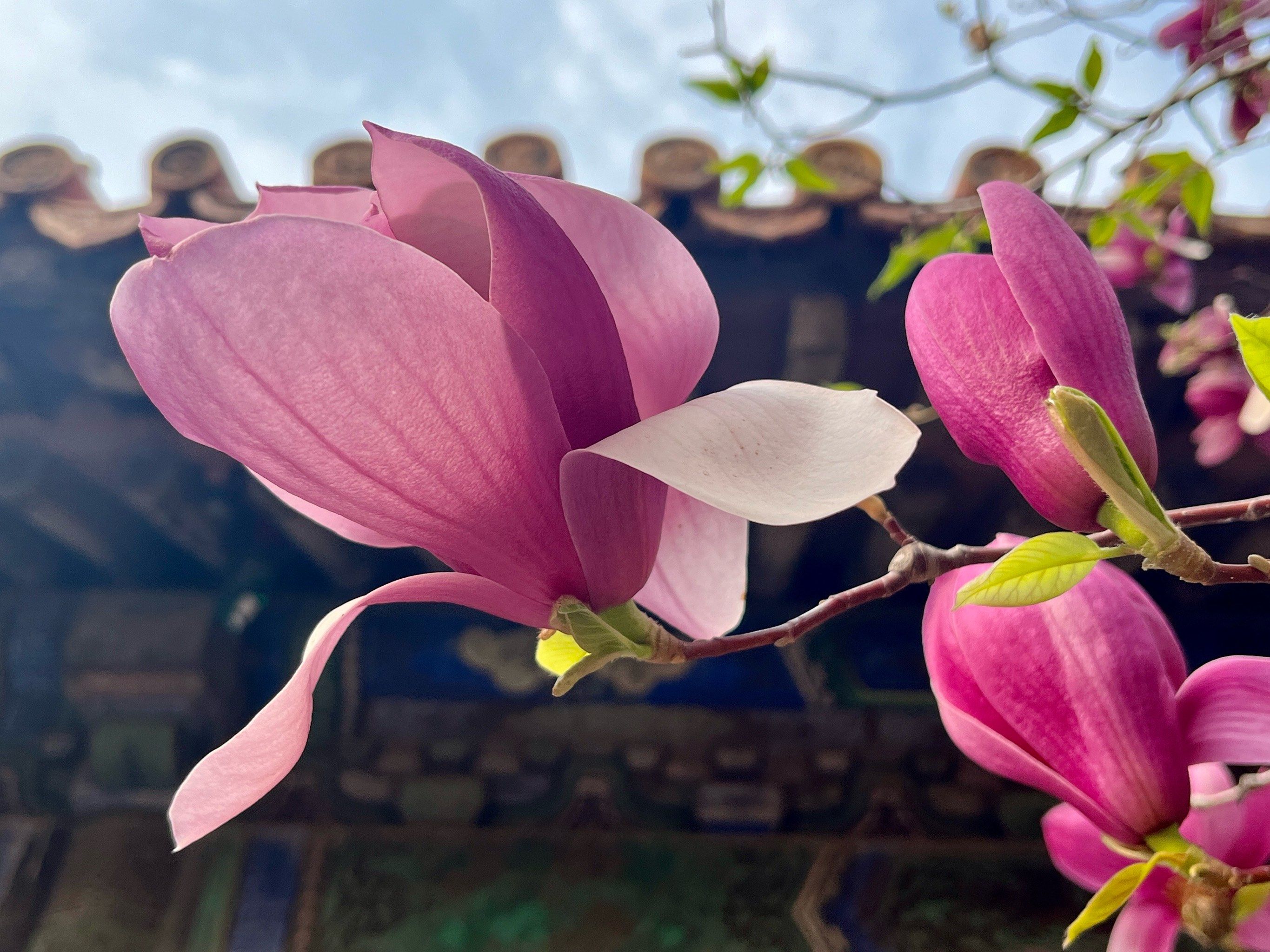 故宫博物院 #北京赏花#故宫赏花 #故宫博物院