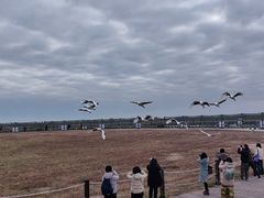 -盐城丹顶鹤湿地生态旅游区