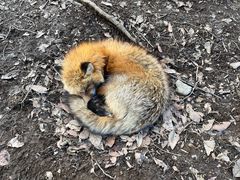 -宫城藏王狐狸村