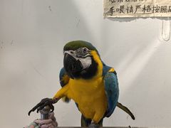 -吉丁鸟咖·异宠·寄养