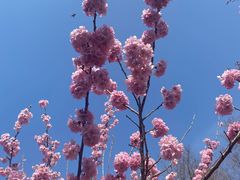 -顾村公园
