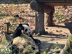 -都江堰中华大熊猫苑
