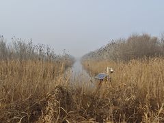 -盐城丹顶鹤湿地生态旅游区