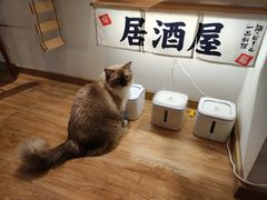 -猫小主咖啡·猫咖cat cafe(福田店)