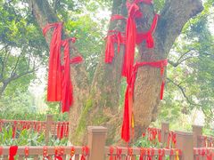 -张坝桂圆林公园