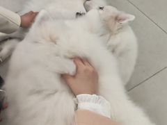 -安格丽娜·狗咖·猫咖羊驼咖(春熙路百盛商场店)