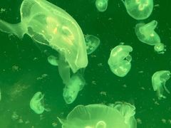 -上海海洋水族馆