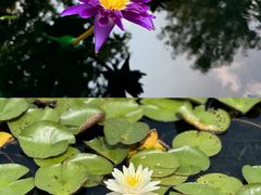 -上海辰山植物园