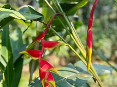-中国科学院西双版纳热带植物园