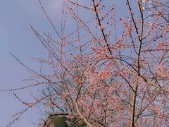 -桃花堤公园