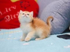 -Bastet sally猫舍购宠(静安店)