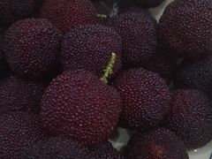 -西山樟坞健康果园枇杷杨梅采摘