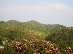 -贵州百里杜鹃风景名胜区