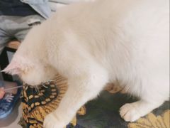 -平行世界·猫咖(首经贸店)