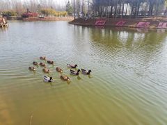 -合肥滨湖国家森林公园