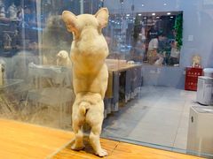 -狗道宠物(常熟印象城店)