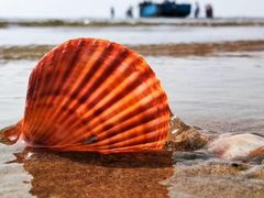 -秦皇国际大酒店·自助餐