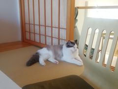 -猫在这儿猫咪咖啡馆·撸猫馆