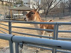 -大连森林动物园