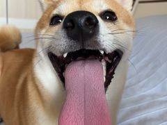 -美联众合爱康动物医院•复杂内科•肿瘤科•牙科•腔镜诊疗中心