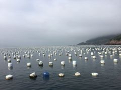 -枸杞岛
