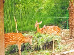 -鹿院坪生态旅游景区