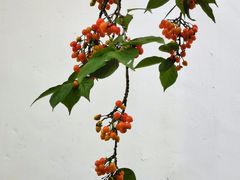 -拙政园