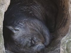 -费瑟代尔野生动物园