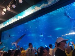 -烟台海昌鲸鲨海洋公园