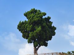 -小麦岛公园