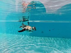 -帝企鹅自助餐厅•儿童岛•真企鹅(长隆企鹅酒店)