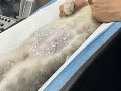 -博特宠物医院24h犬猫全科.骨科·异宠