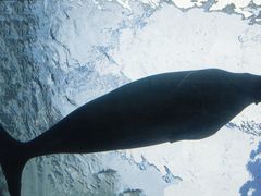 -悉尼海洋生物水族馆